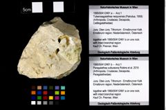 Foto (Objekt + Etikett) von Tuberosagalathea neojurensis (Patrulius, 1959)  (NHMW-GEO-1990-0041-2481a)